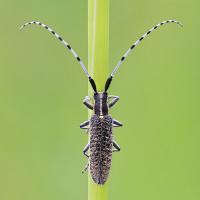Longhorn Beetle - Agapanthea villosoviridescens 1 